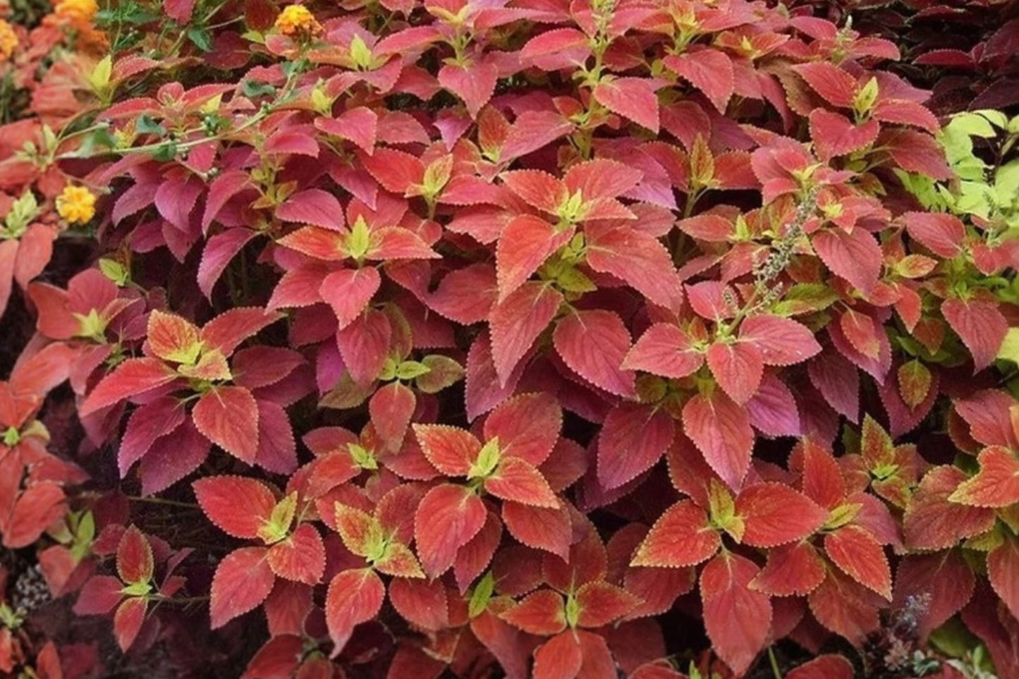 Alabama Sunset Coleus 3 Live Plants – 5–9 Inch Rooted Plants
