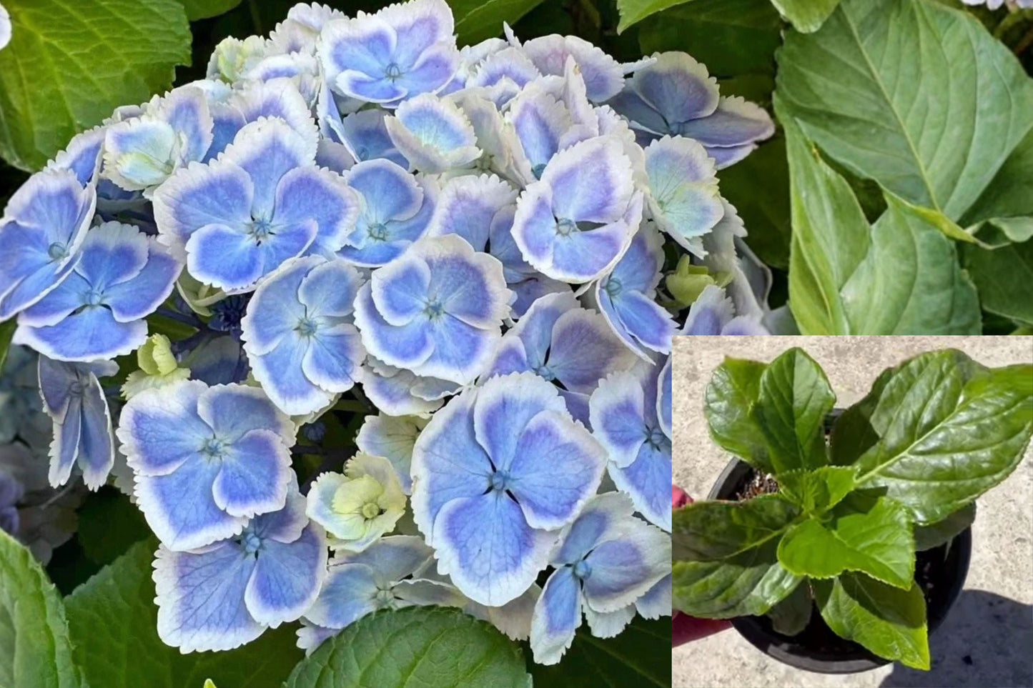 Wedding Ring Hydrangea 1 Live Plant – Potted Plant – Hydrangea macrophylla