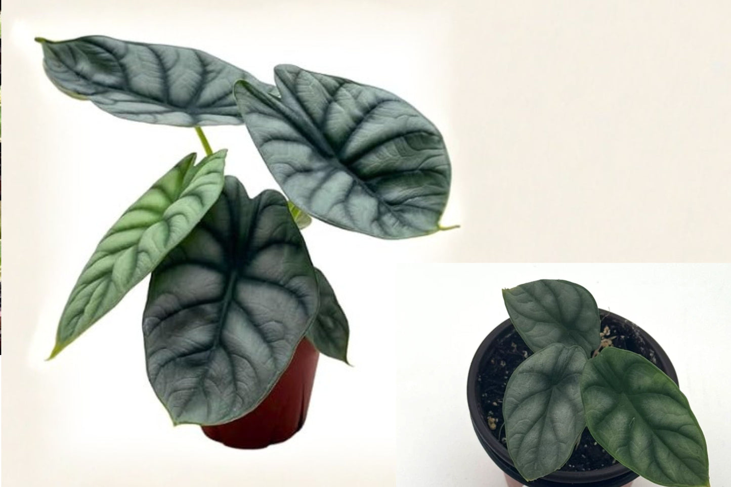 Alocasia Silver Dragon Live Plant – 1 Rooted 4-Inch Pot – Alocasia baginda