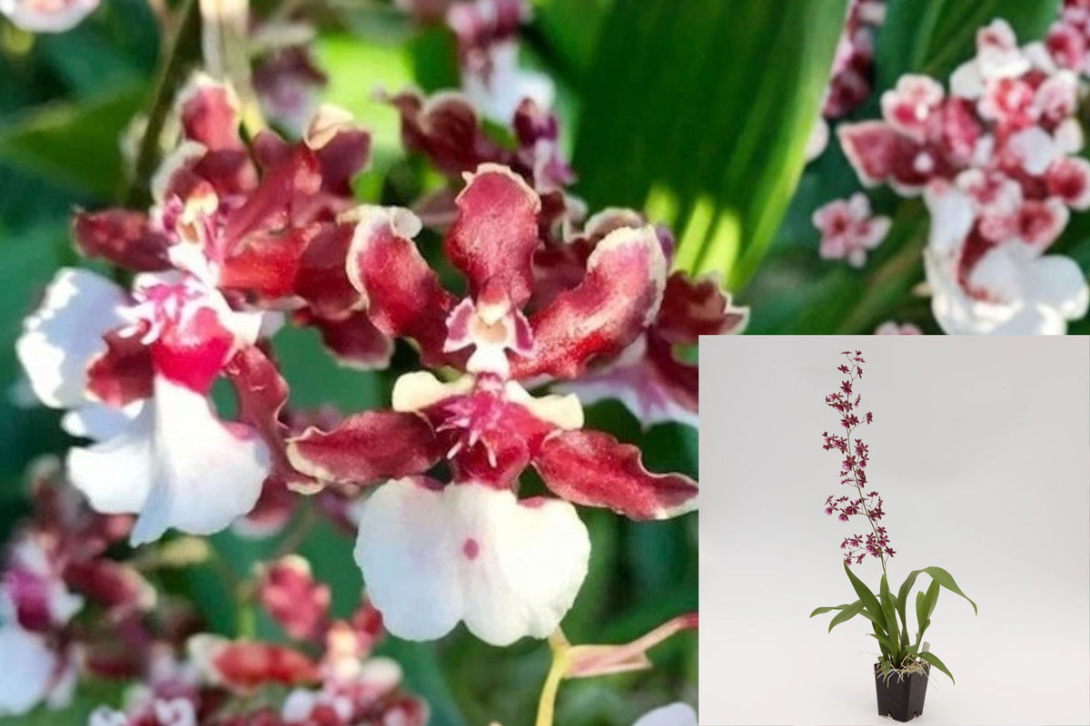 Onc. Sharry Baby ‘Red Fantasy’ 1 Live Orchid Plant – Oncidium