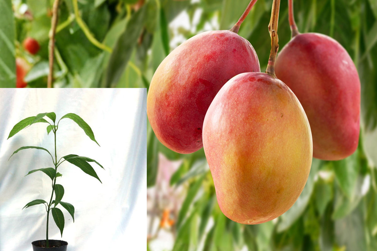 Red Mango Live Plant, 10–18 Inch Tropical Fruit Tree Seedling in Pot, Mango Starter Plant for Warm Climate Gardens