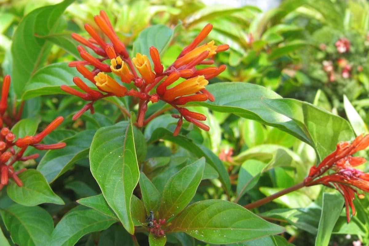 3 Live Dwarf Firebush Plants – 3–6 Inches – Hamelia patens