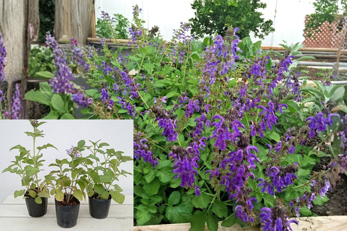 Dan Shen Sage Live Plant, Salvia Miltiorrhiza, 3 Inch Potted Herb Starter, Chinese Red Sage