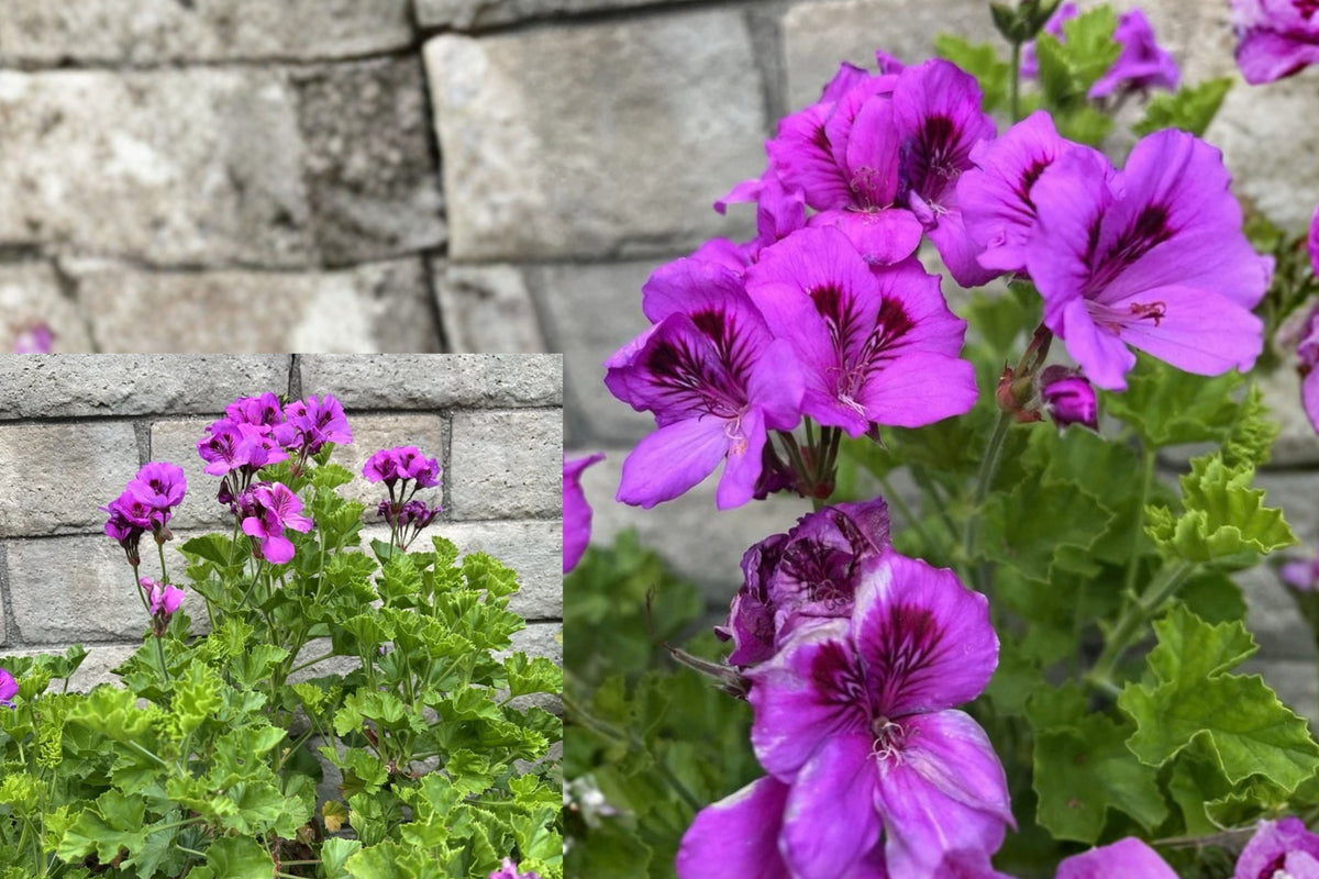 Purple Regal Geranium 5 Live Cuttings – 6 Inches – Pelargonium sp.