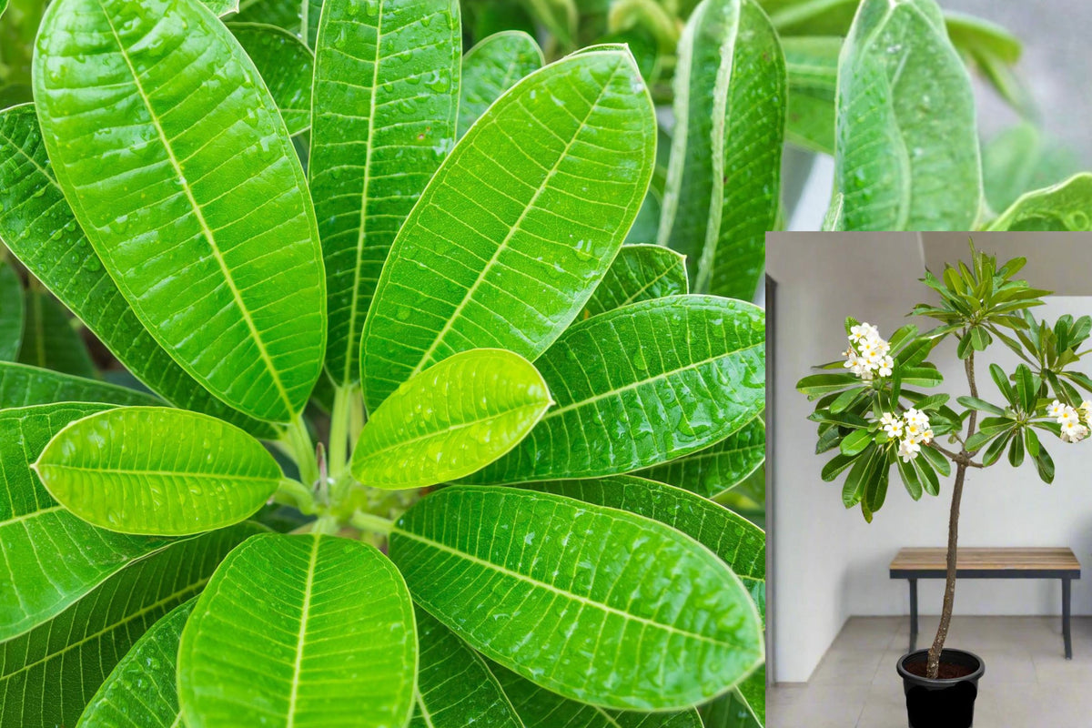 Live Plumeria Plant in Pot, 2 Foot Tropical Frangipani Tree, Outdoor Full Sun Plant, Potted Tropical Garden Starter