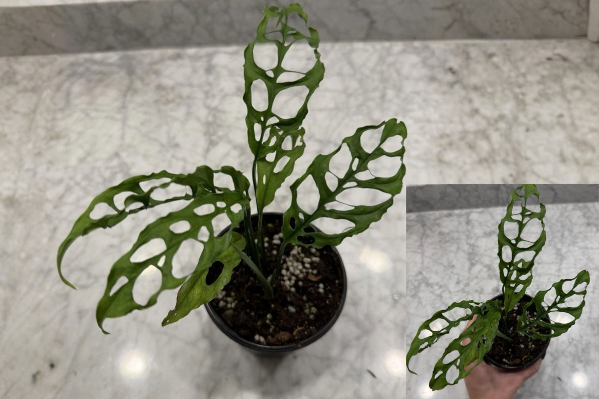 Monstera obliqua Live Plant – 6 Inch Tall – 4 Inch Pot – Indoor Houseplant