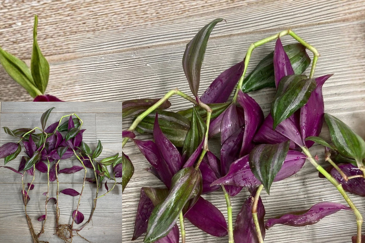 Tradescantia Zebrina 5 Rooted Live Plants – Wandering Jew Inch Plant