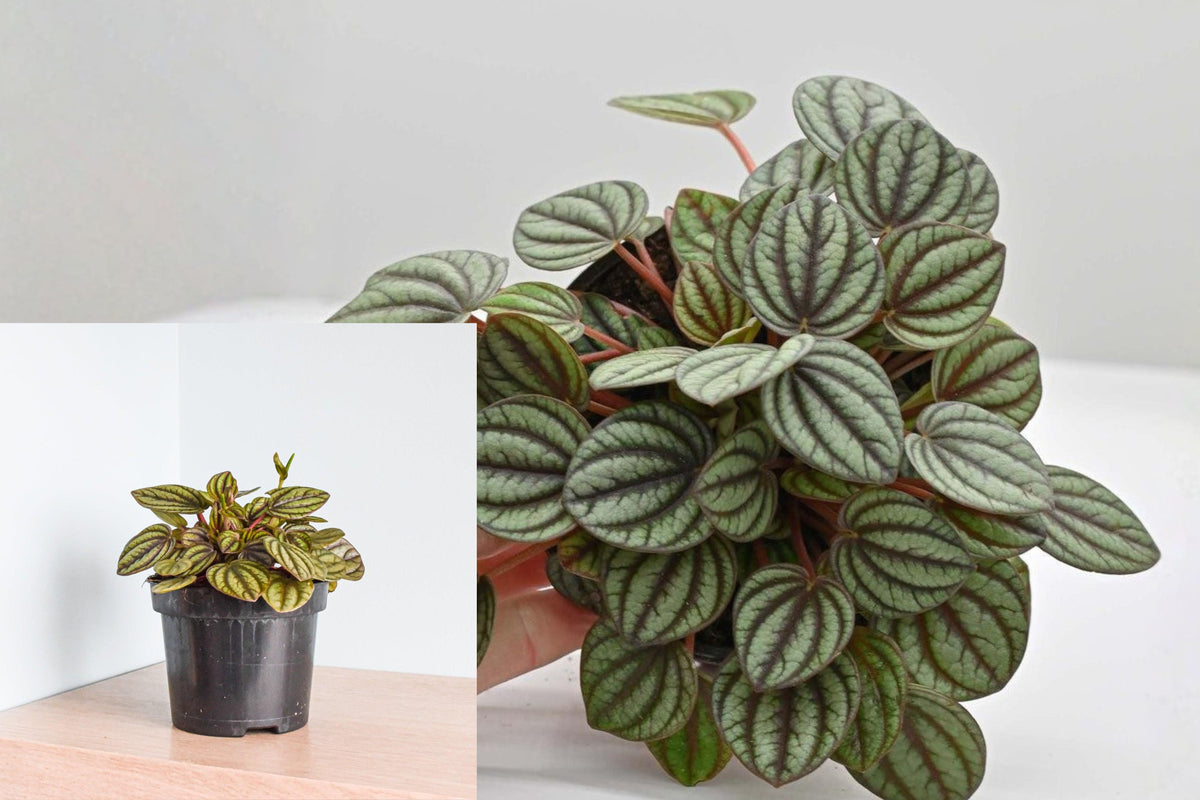 Peperomia Piccolo Banda Live Plant, 4 Inch Peacock Peperomia, Indoor Tropical Houseplant, Decorative Foliage Plant
