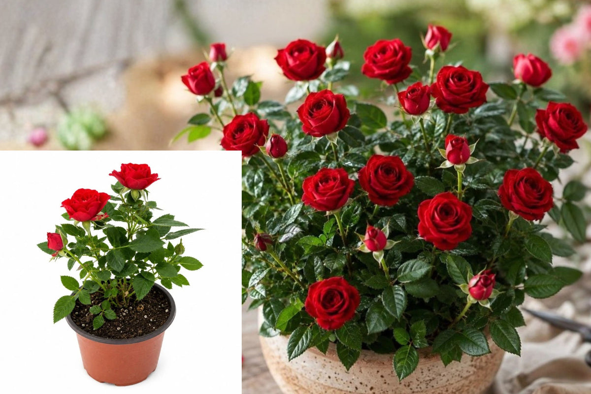 Red Miniature Rose Live Plant – 1 Plant in 4" Pot – Rosa spp.