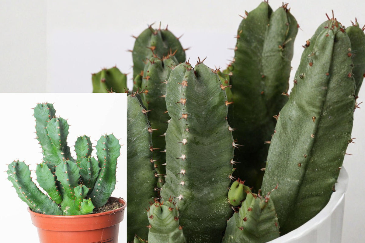 Euphorbia Resinifera Live Plant Cutting, 4–7 Inch African Spurge Succulent, Rare Cactus-Like Desert Plant, Potted Succulent