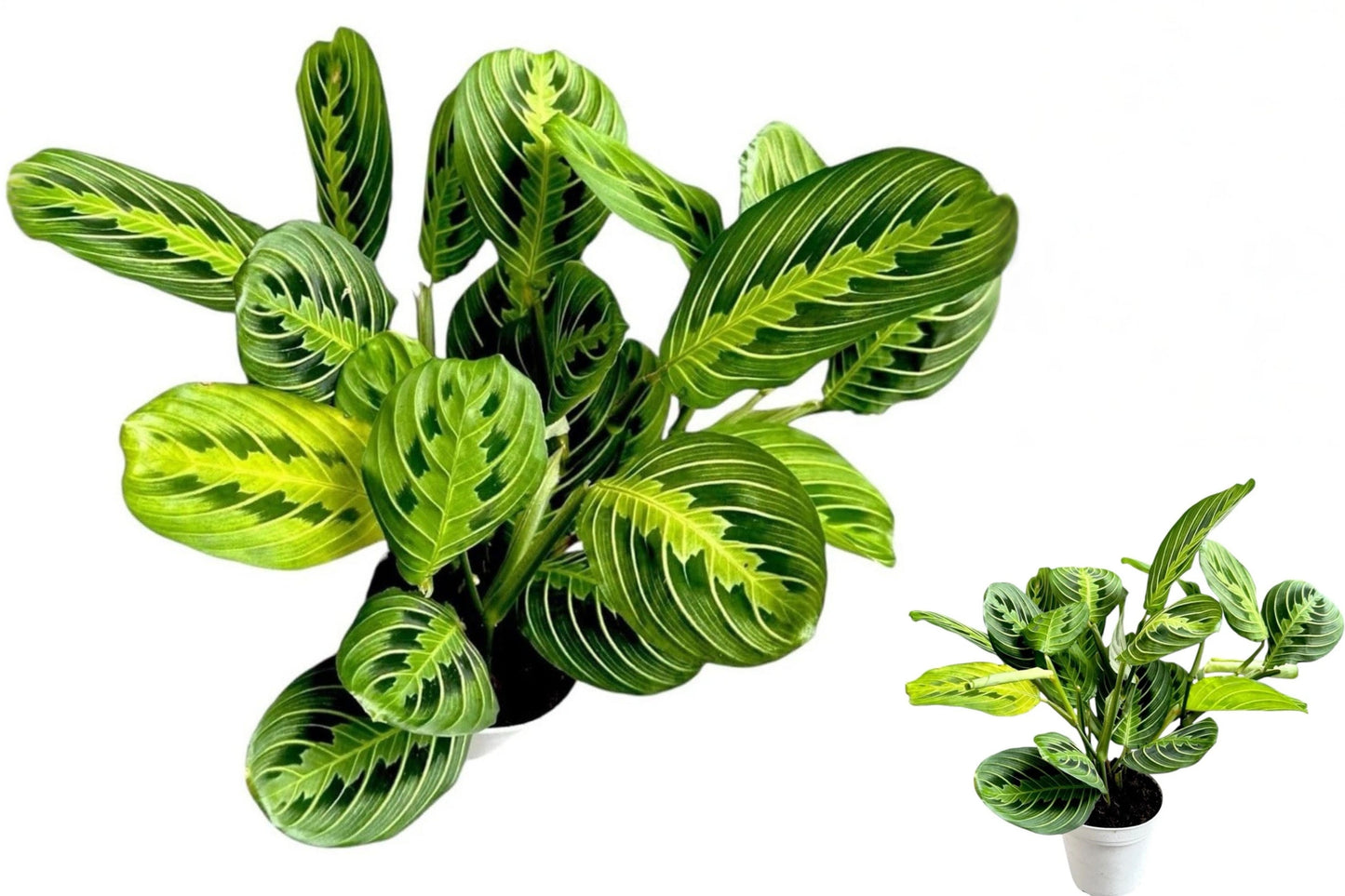 Lemon Lime Prayer Plant Live 4-Inch Pot – Maranta leuconeura