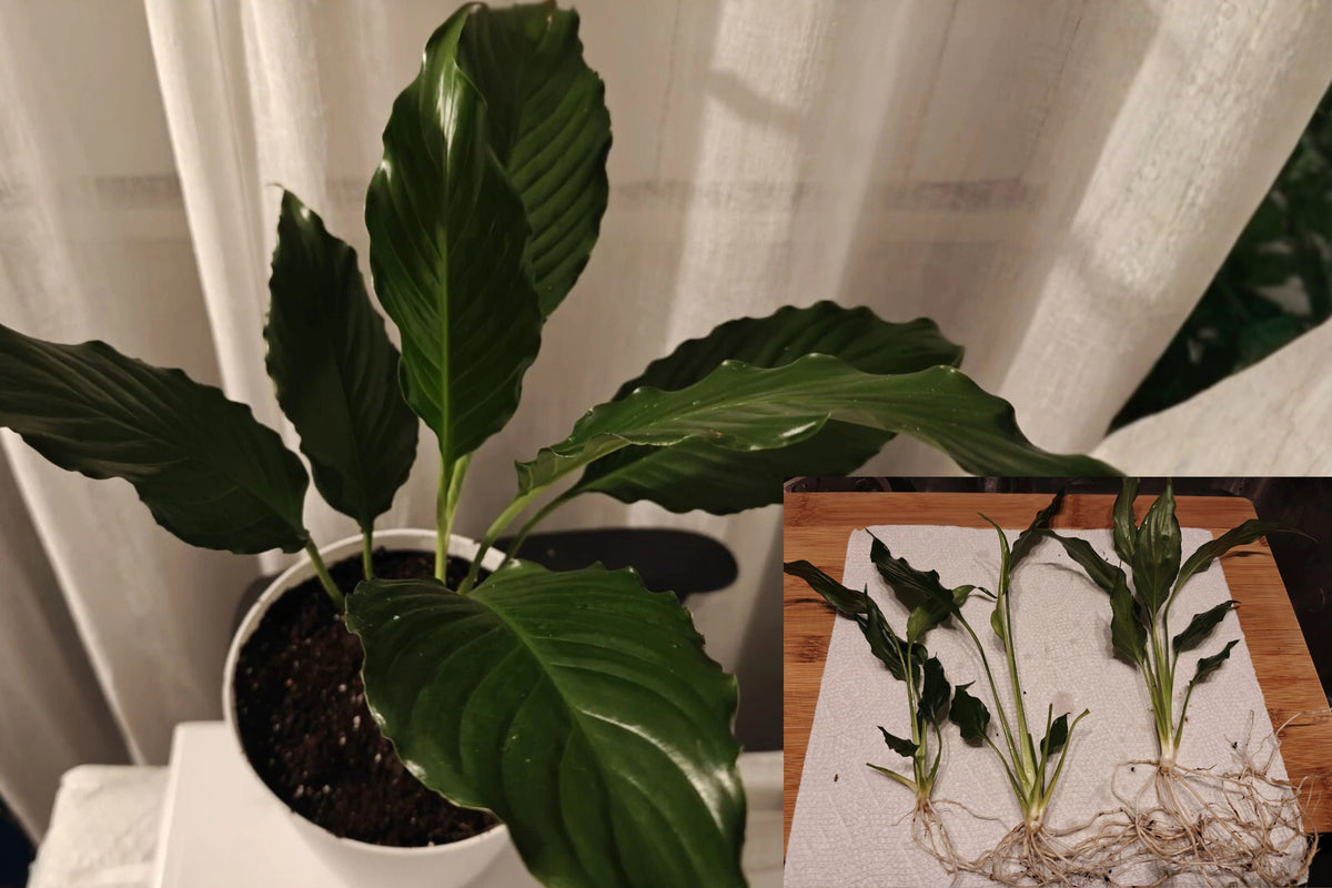 Peace Lily Starter Plant 1 Live Plant – Spathiphyllum spp. – Ships No Pot
