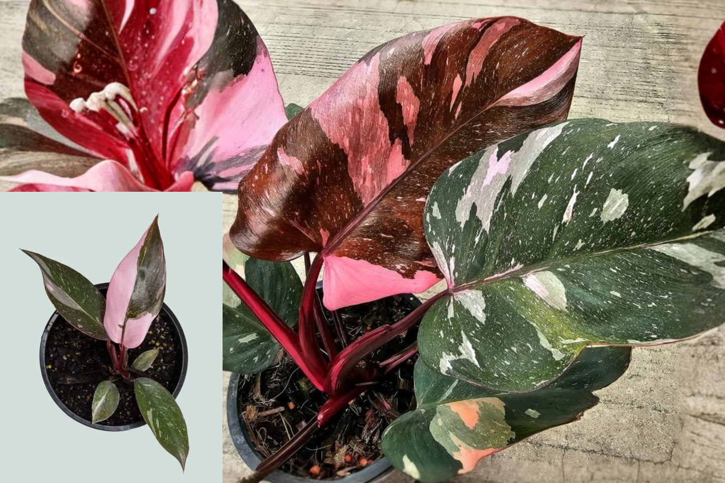 Philodendron Pink Marble 1 Live Plant – 3–5 Inch Variegated Houseplant