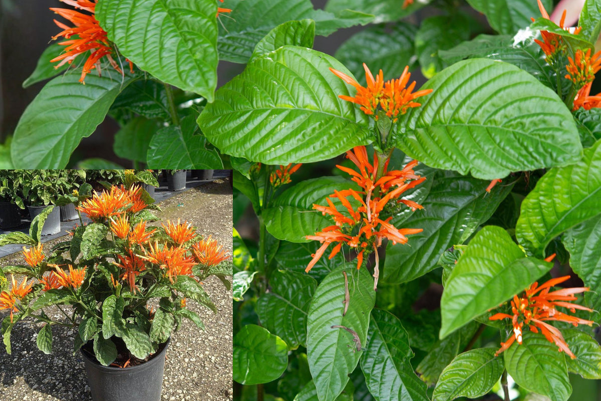Mexican Honeysuckle Live Plant, Fully Rooted 1-Gallon Shrub, Orange Flowers, Hummingbird Garden Plant