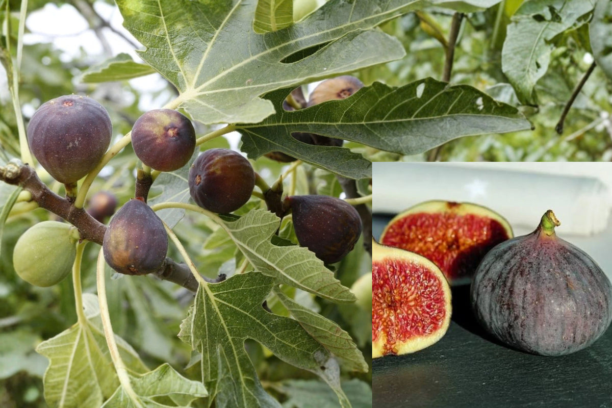 Black Mission Fig 1 Live Plant 4–6" Tall – Ficus carica
