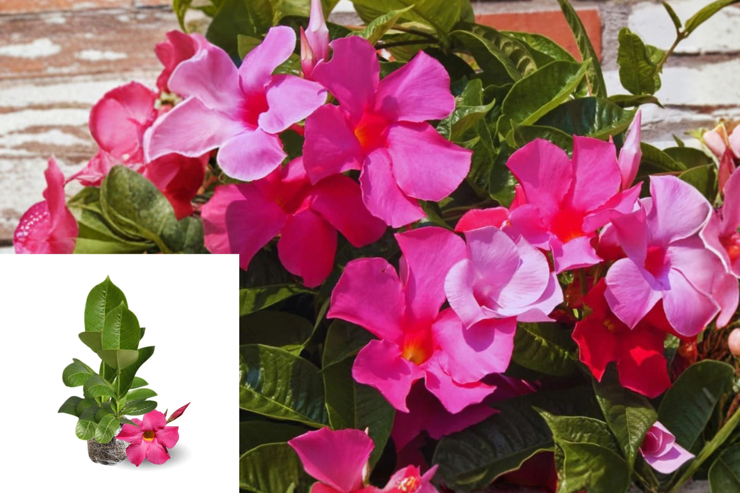 Pink Mandevilla 2 Live Plants – 4–6 Inches Tall – Climbing Flower Vine