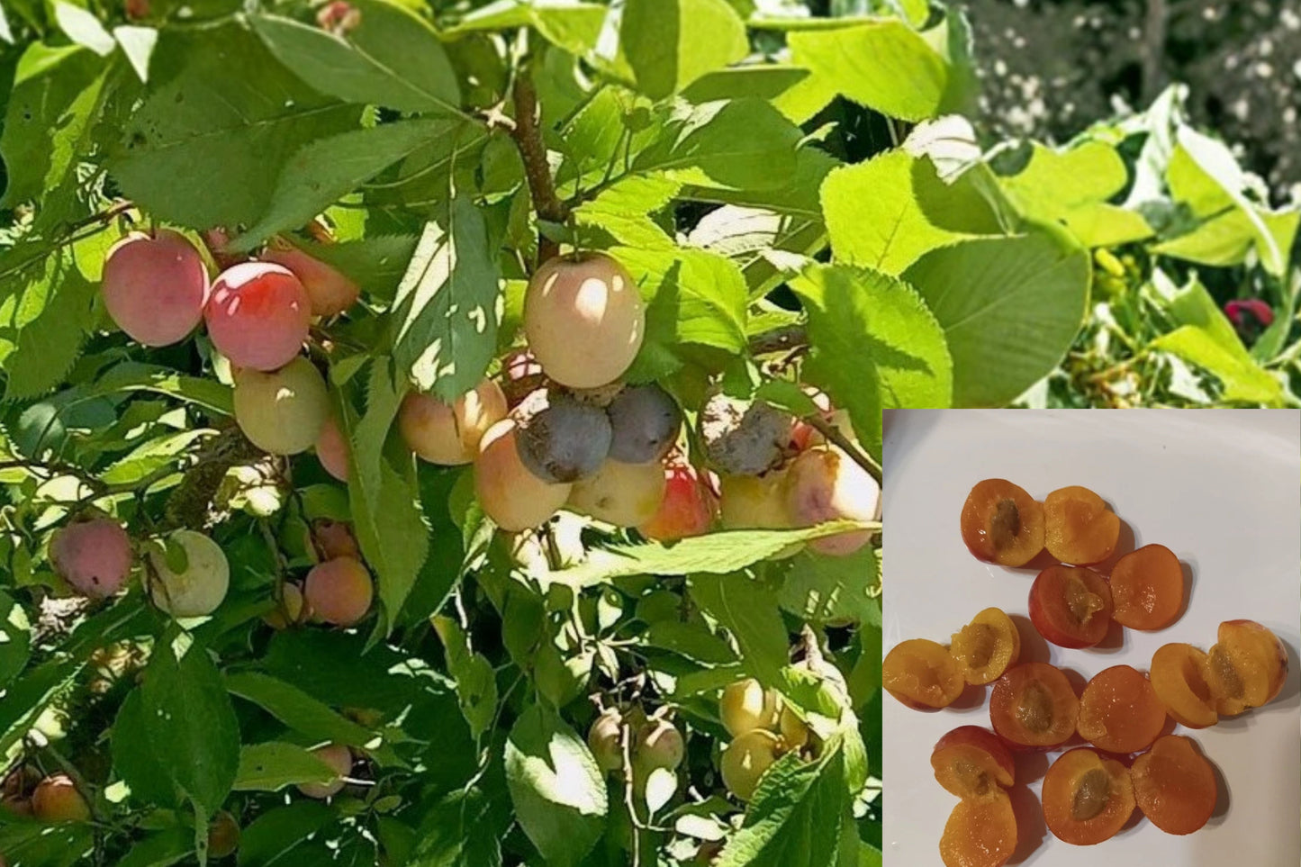 Small Mulberry Live Plant – 1 Bare Root Tree – Morus – Self-Fertile