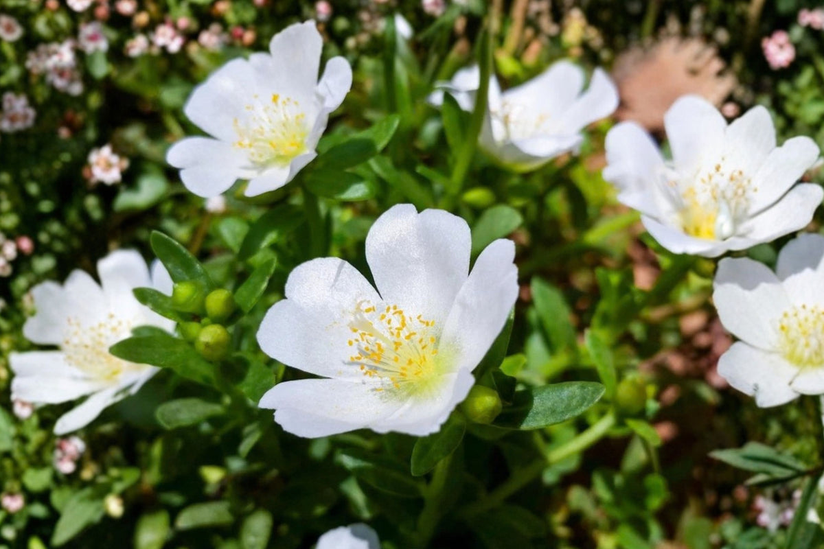 White Portulaca 2 Live Plants – 4–6 Inch Tall, No Pot – Portulaca sp.