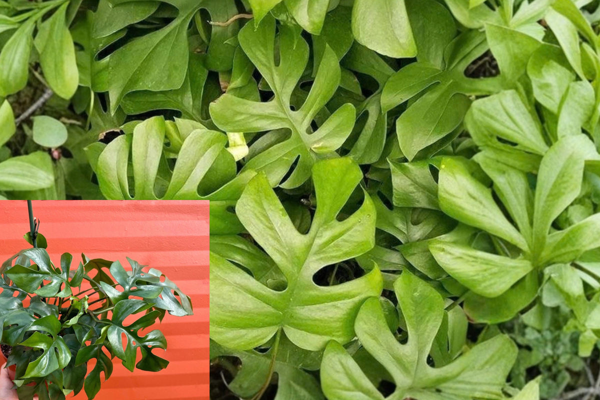 Mini Monstera Ginny Live Plant – 6 Inch Pot – Rhaphidophora tetrasperma