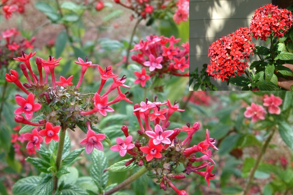 Pink Profusion Pentas 2 Live Plants – 4–6 Inch – Pentas lanceolata