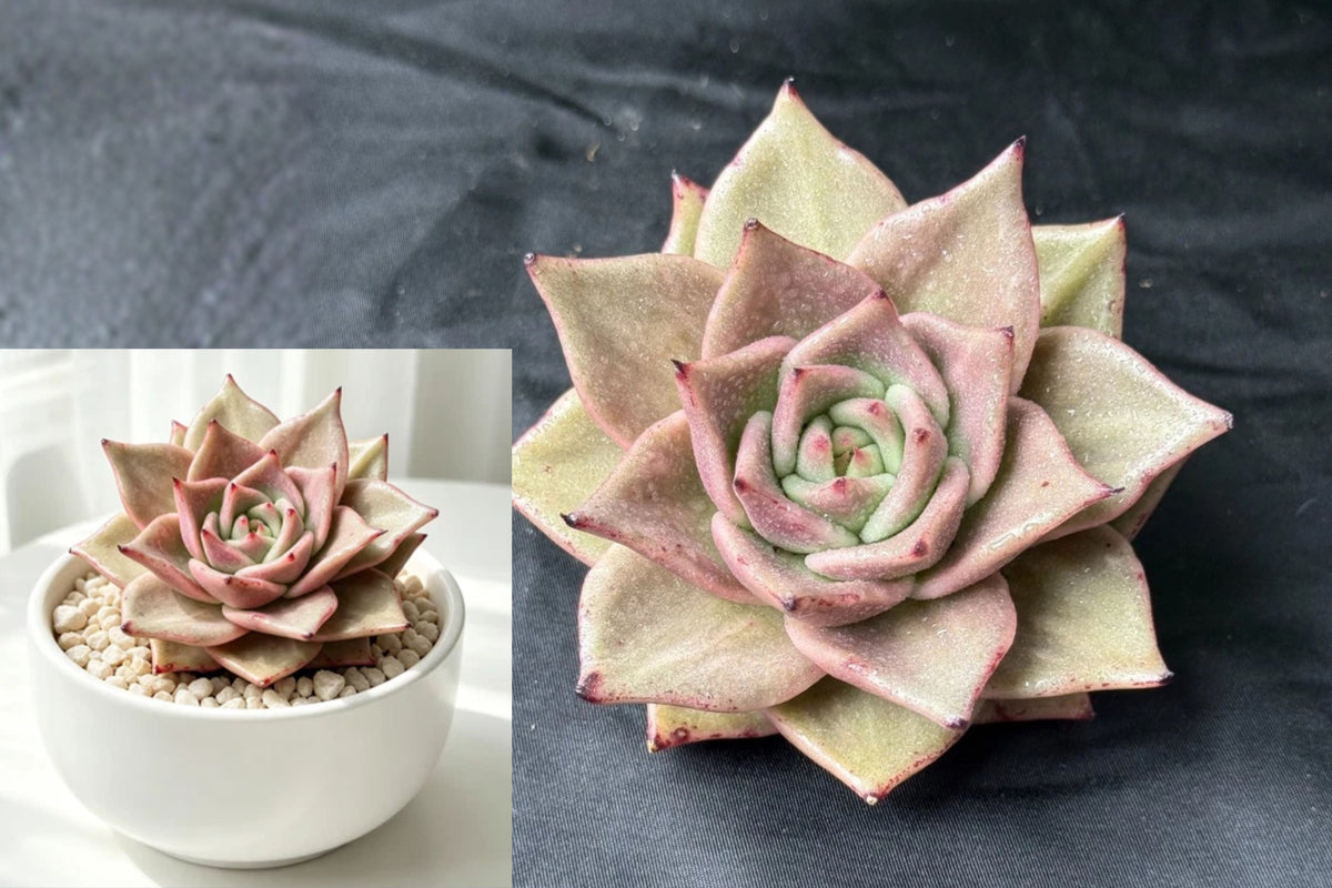 Echeveria Star Variegated Succulent, 3 Inch Live Bare Root Plant, Colorful Collector Echeveria, Small Rosette Succulent
