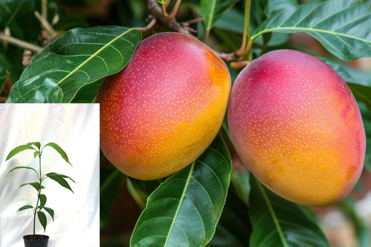 Kent Mango Live Seedling Plant, Tropical Fruit Tree Starter, 6 Inch and Up, Full Sun Outdoor Edible Garden Plant