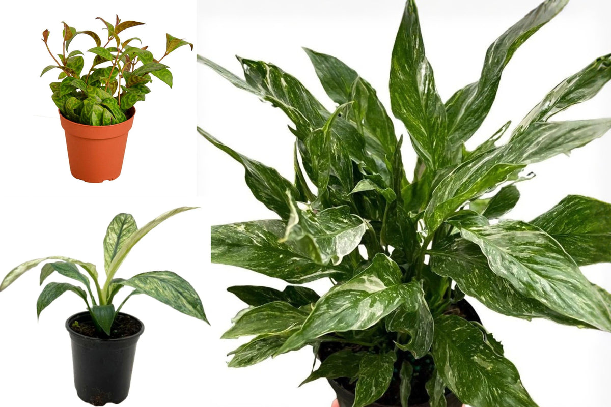 Set of 3 Live Tropical Houseplants, Spathiphyllum Domino and Jessica, Black Pagoda Lipstick Plant, 4 Inch Potted Plants