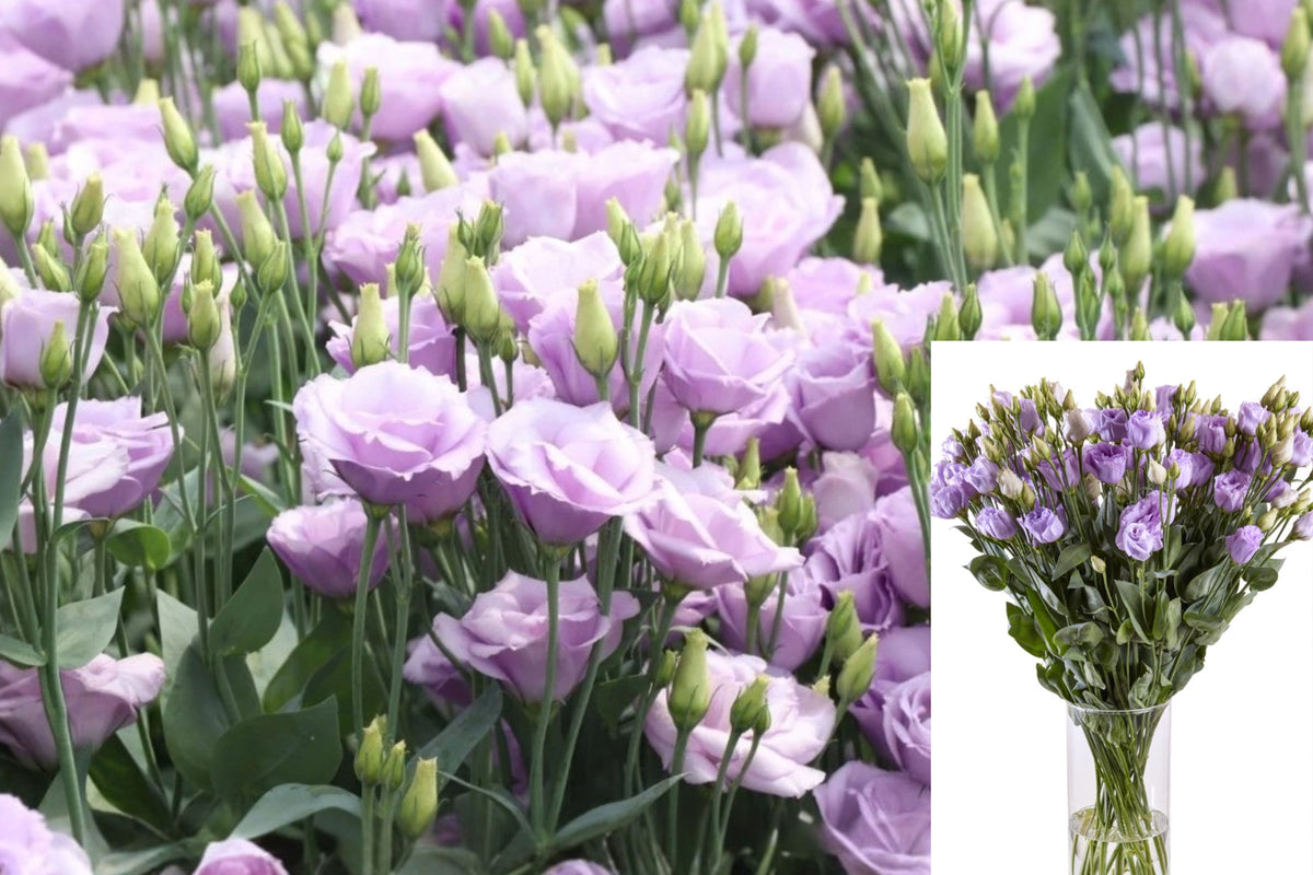 Lisianthus Rosita Lavender III Live Plant Plug – 1–3 Inch – Eustoma