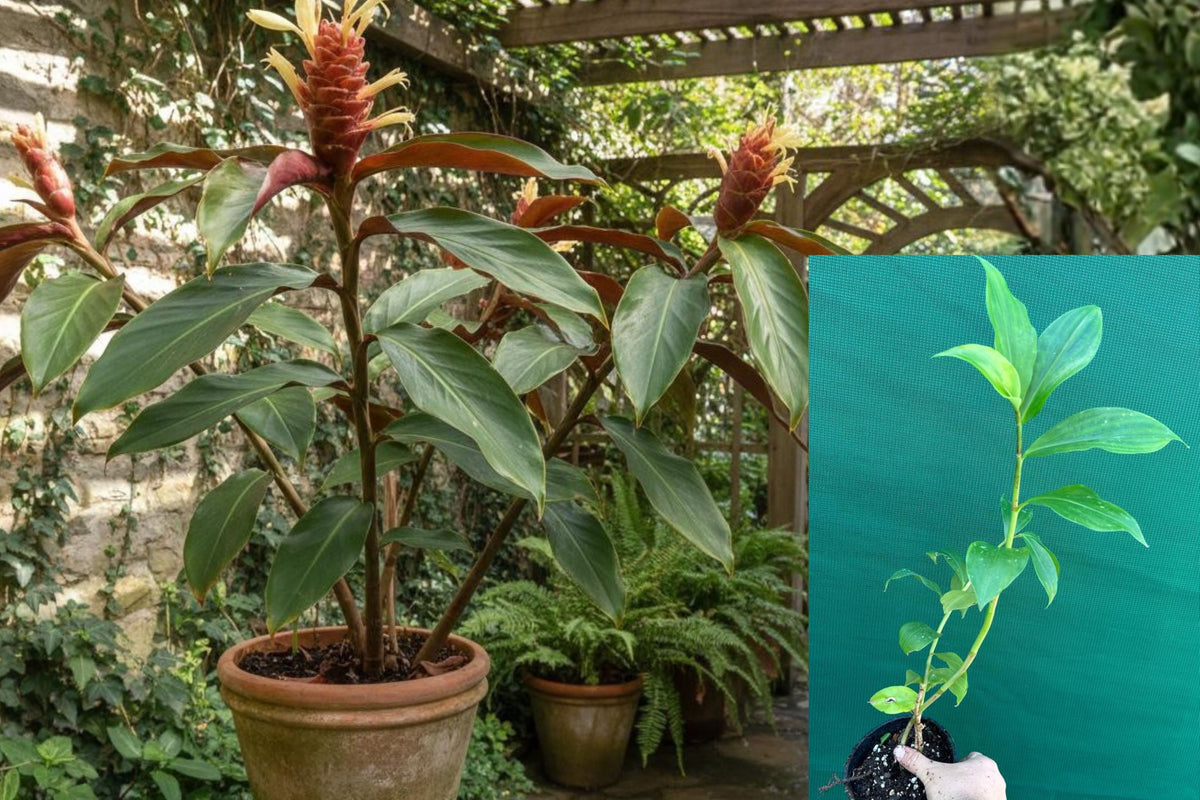 Spiral Ginger Live Plant, Rooted Tropical Ginger, Clumping Green Foliage Plant for Garden or Patio