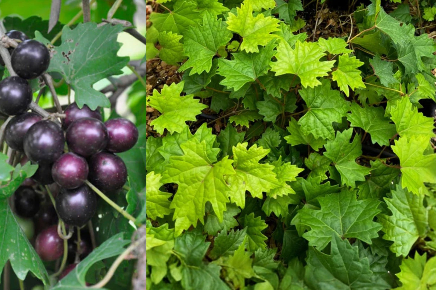 Southern Home Grape 1 Live Starter Plant – 4–6" – Vitis Hybrid