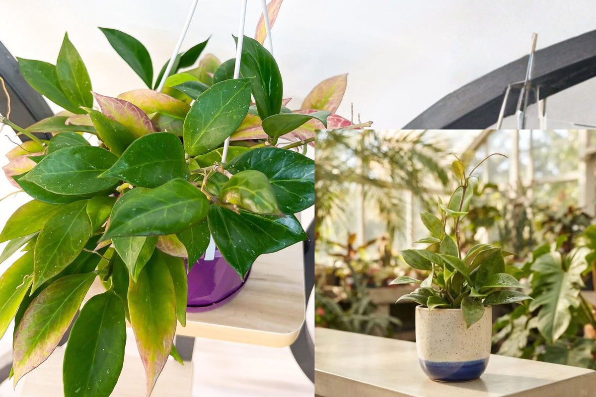 Hoya Sunrise Live Plants 2 Pack, Tropical Wax Plant Houseplant, Colorful Foliage Indoor Plant for Bright Indirect Light