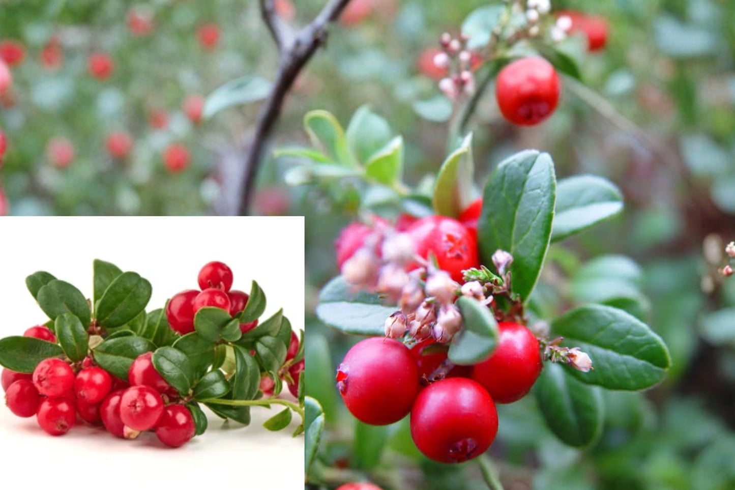 Lingonberry 5 Live Bare Root Rhizomes – Vaccinium vitis-idaea