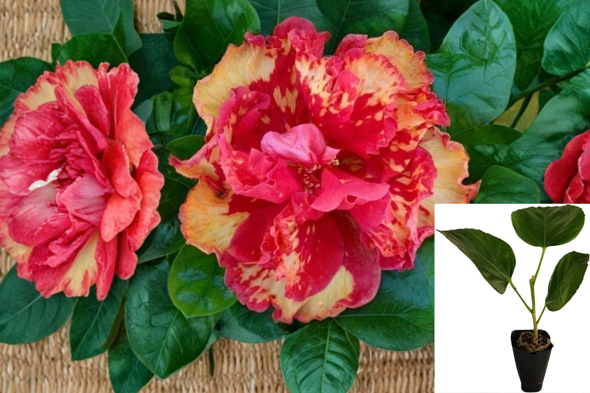 Hibiscus ‘High Definition’ Cajun Color Live Starter Plant – Hibiscus