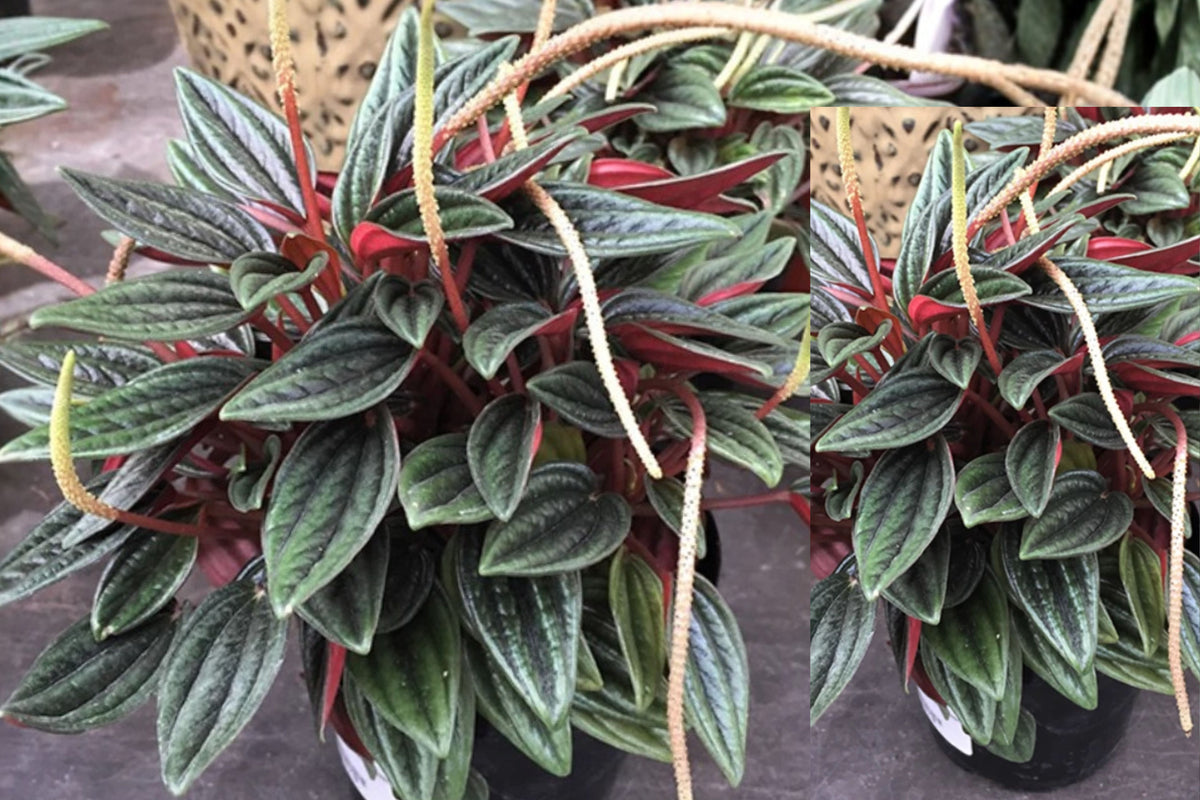Peperomia Rosso 4-Inch Potted Live Houseplant – Peperomia caperata