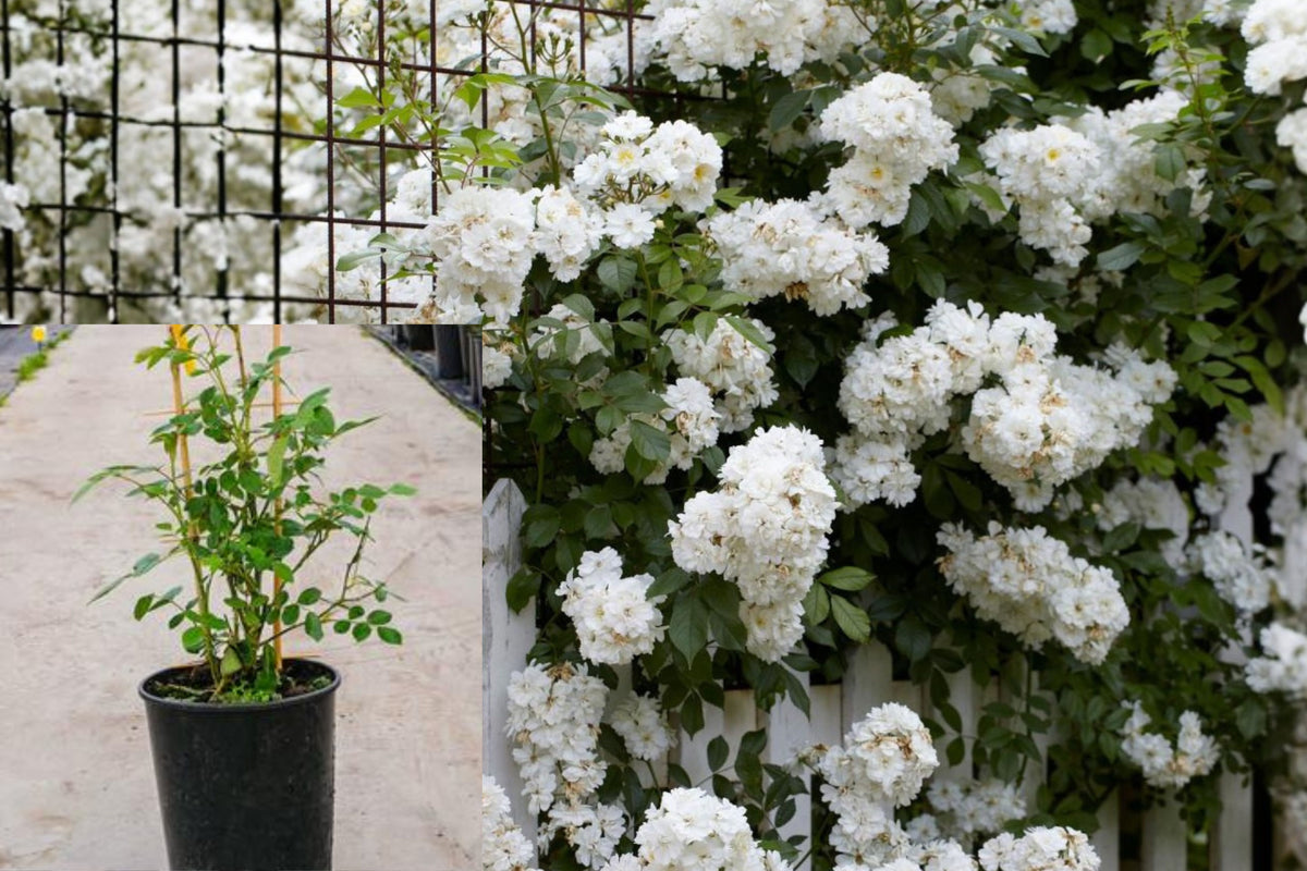 White Climbing Rose Live Plant, Fragrant Rose Bush Starter, 5–9 Inch Young Rose for Trellises, Fences and Garden Arbors