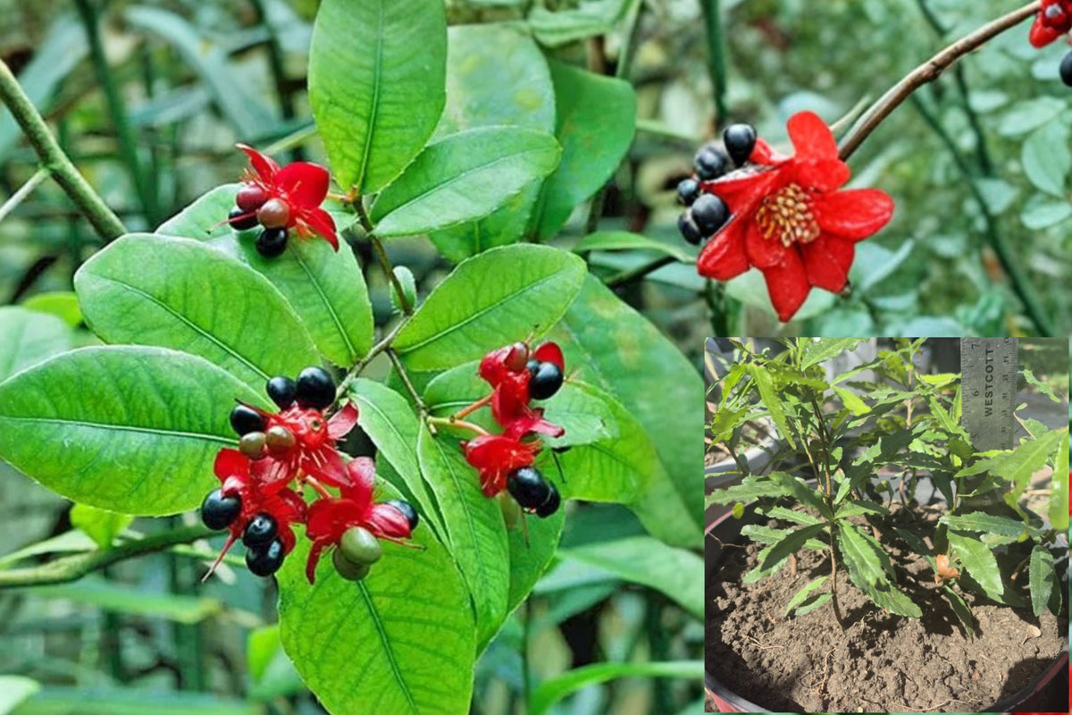 Mickey Mouse Plant 2 Live Plants 6–8" Tall – Ochna serrulata