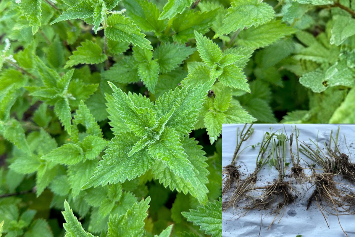 Live Stinging Nettle Roots, 5 Bare Root Plants, Perennial Medicinal Herb, Edible Wild Herb for Garden Planting