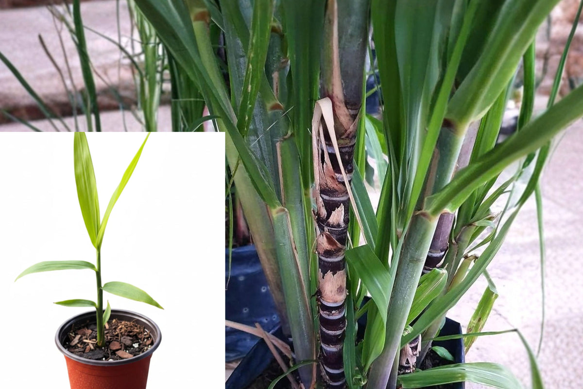 Black Sugarcane Live Plant 1 Plant 4" Pot – Saccharum