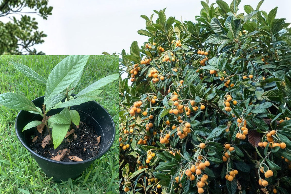 2 Christmas Loquat Live Plants, 6ā12 Inch Fruit Tree Seedlings, Eriobotrya Japonica, Evergreen Loquat Trees, Ready to Plant