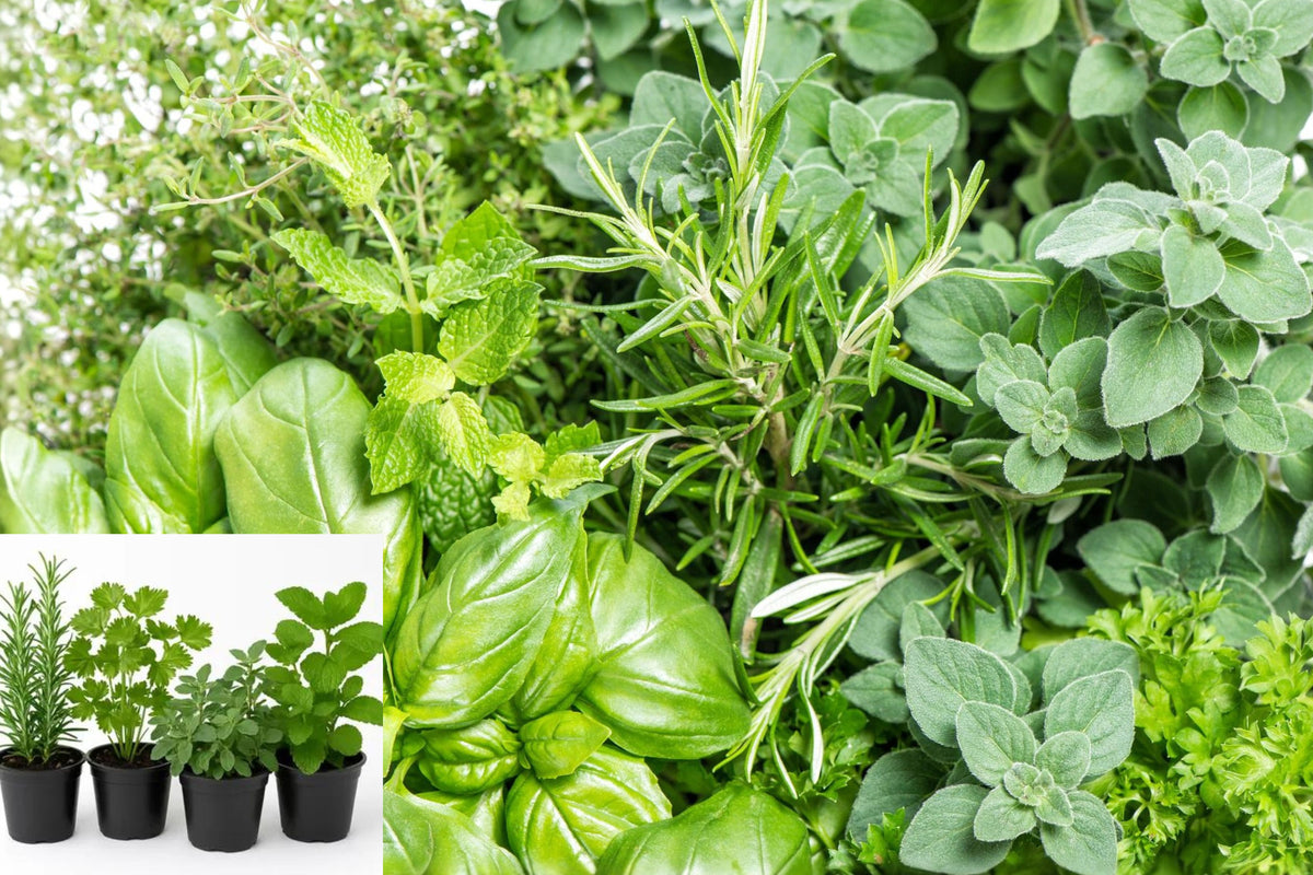 4 Assorted Live Herb Plants, Culinary Herb Starter Set, 3–6 Inch Bare Root Kitchen Garden Collection