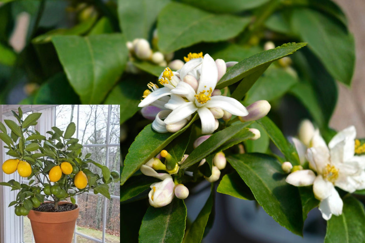 Meyer Lemon Bonsai Tree, 8-Year-Old Citrus Bonsai, Fragrant Flowering Fruit Tree in Pot, Indoor Sunroom Plant