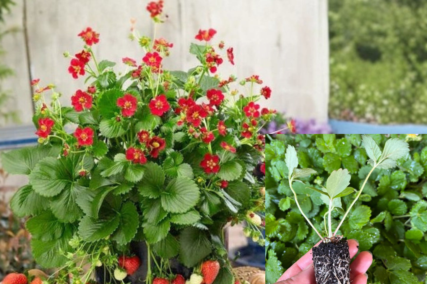 Strawberry Live Plant – Well-Rooted Plug – 1-Inch Nursery Pot