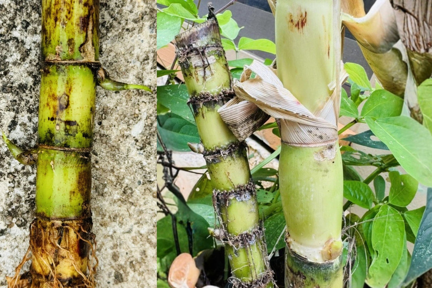 Sugarcane 6 Cuttings – Green Sweet Sugar Cane Live Plant
