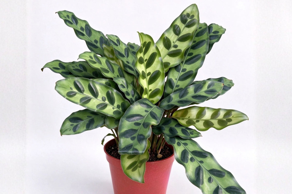Rattlesnake Plant Live, Calathea Lancifolia in 4 Inch Pot, Tropical Indoor Houseplant, Decorative Green Foliage