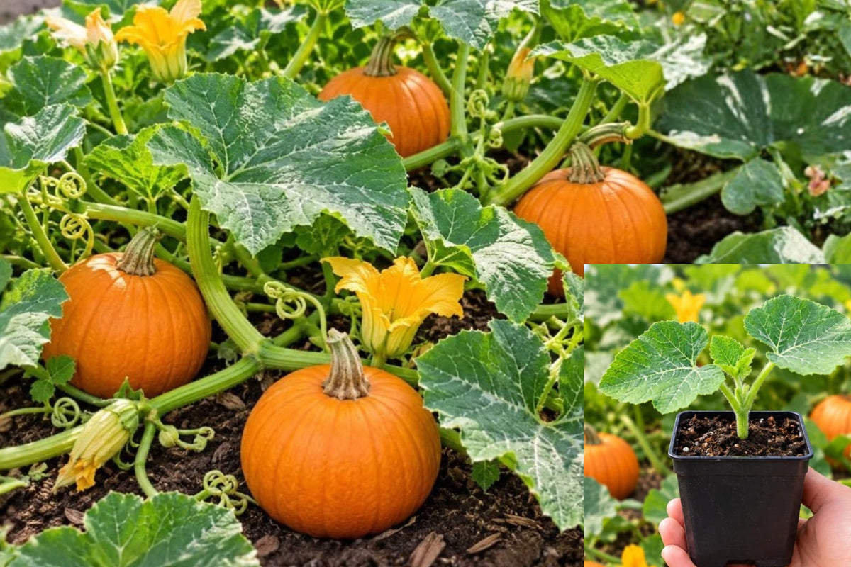 Pumpkin Live Plant, 5 Inches Tall in a 4-Inch Pot – Cucurbita spp.