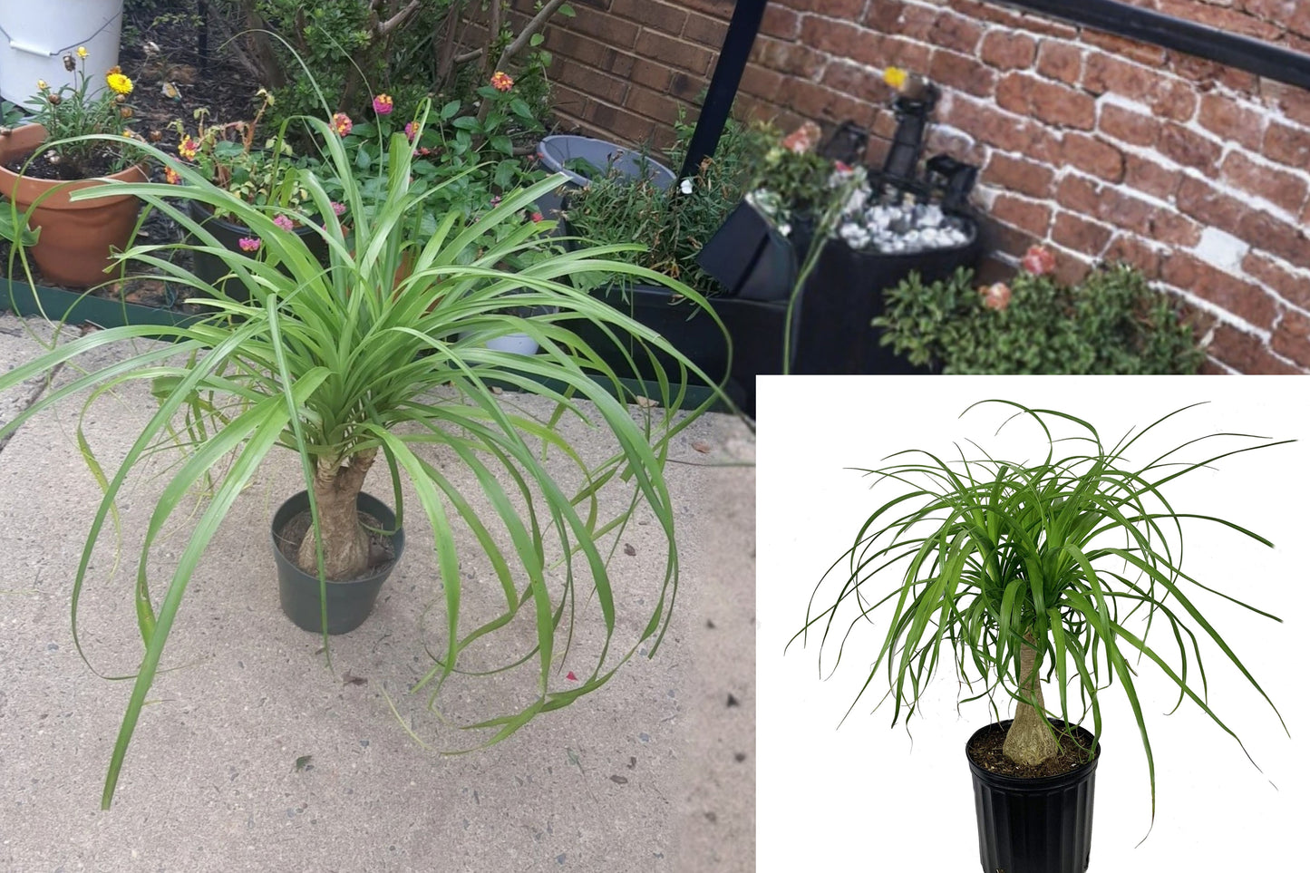 Ponytail Palm Live Plant – 1 Plant in 5-Inch Pot – Beaucarnea recurvata