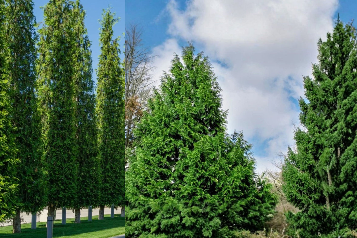 Green Giant Arborvitae 2 Live Plants – 12 Inch Potted Thuja