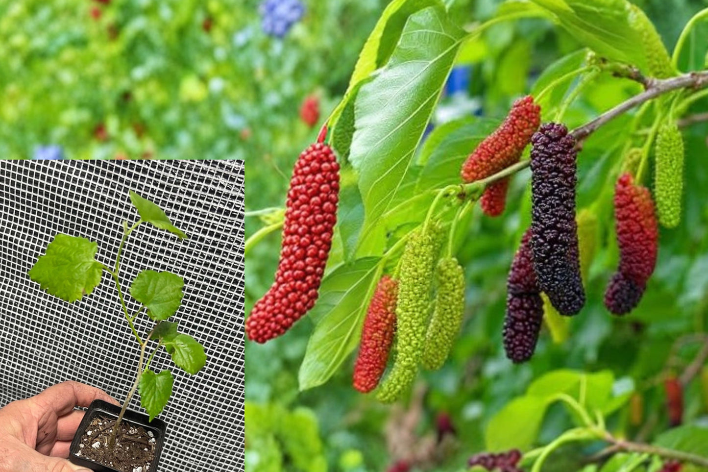Pakistan Long Mulberry 1 Live Plant – Morus macroura – 3–8" Tall