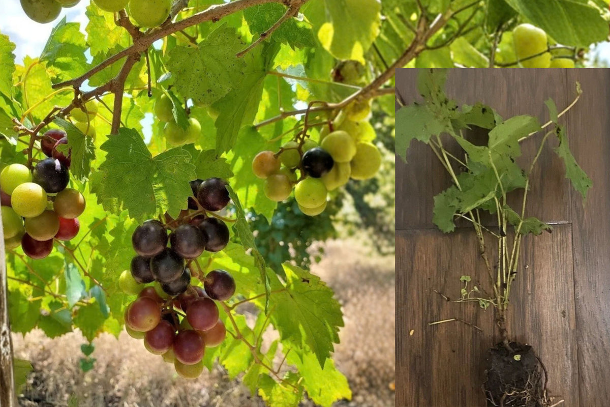 Alachua Purple Muscadine Grape Live Plant – 3–6 Inch Plug – Vitis