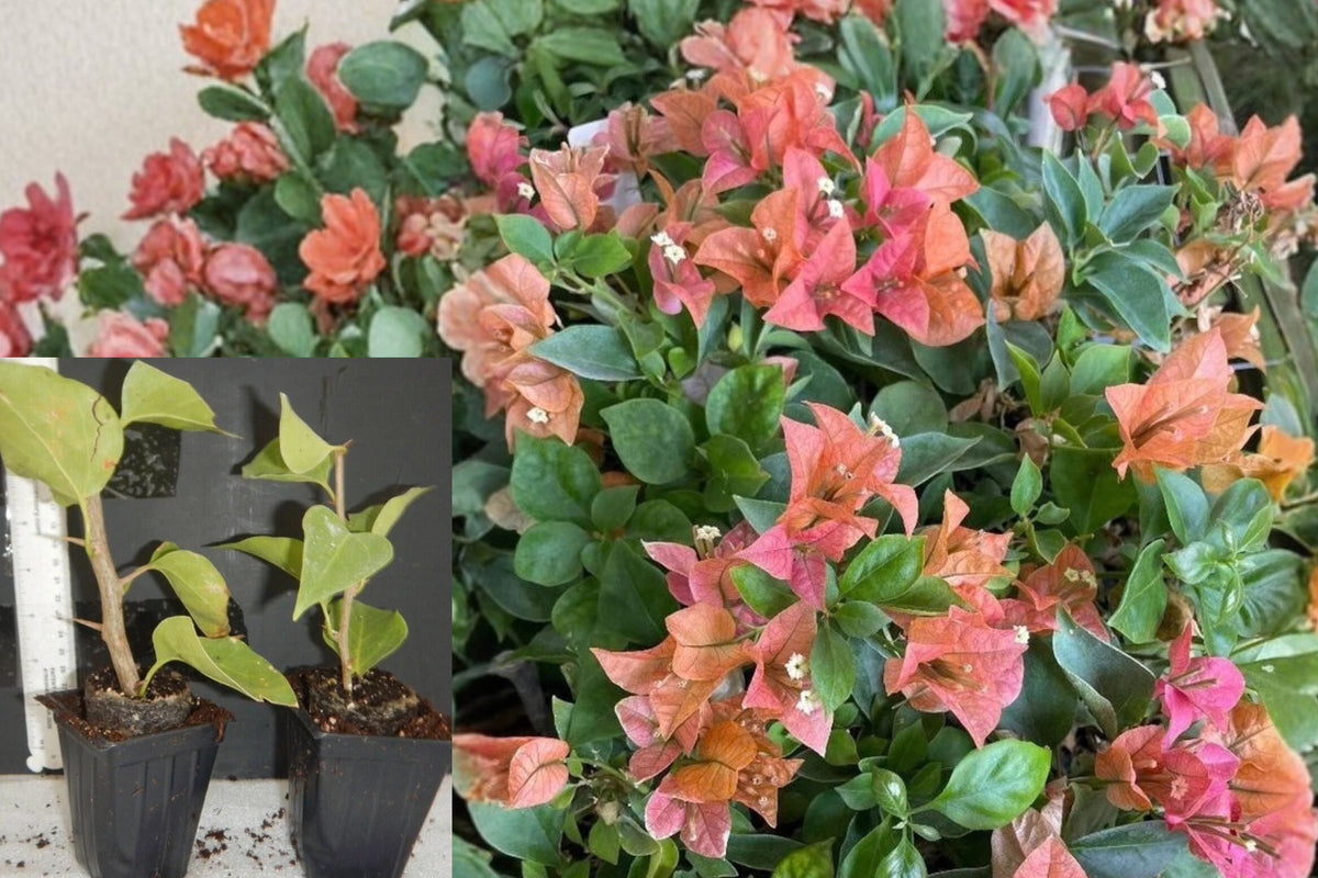 Bambino Burnt Orange Bougainvillea Live Plant – 1 Rooted Starter – Bougainvillea